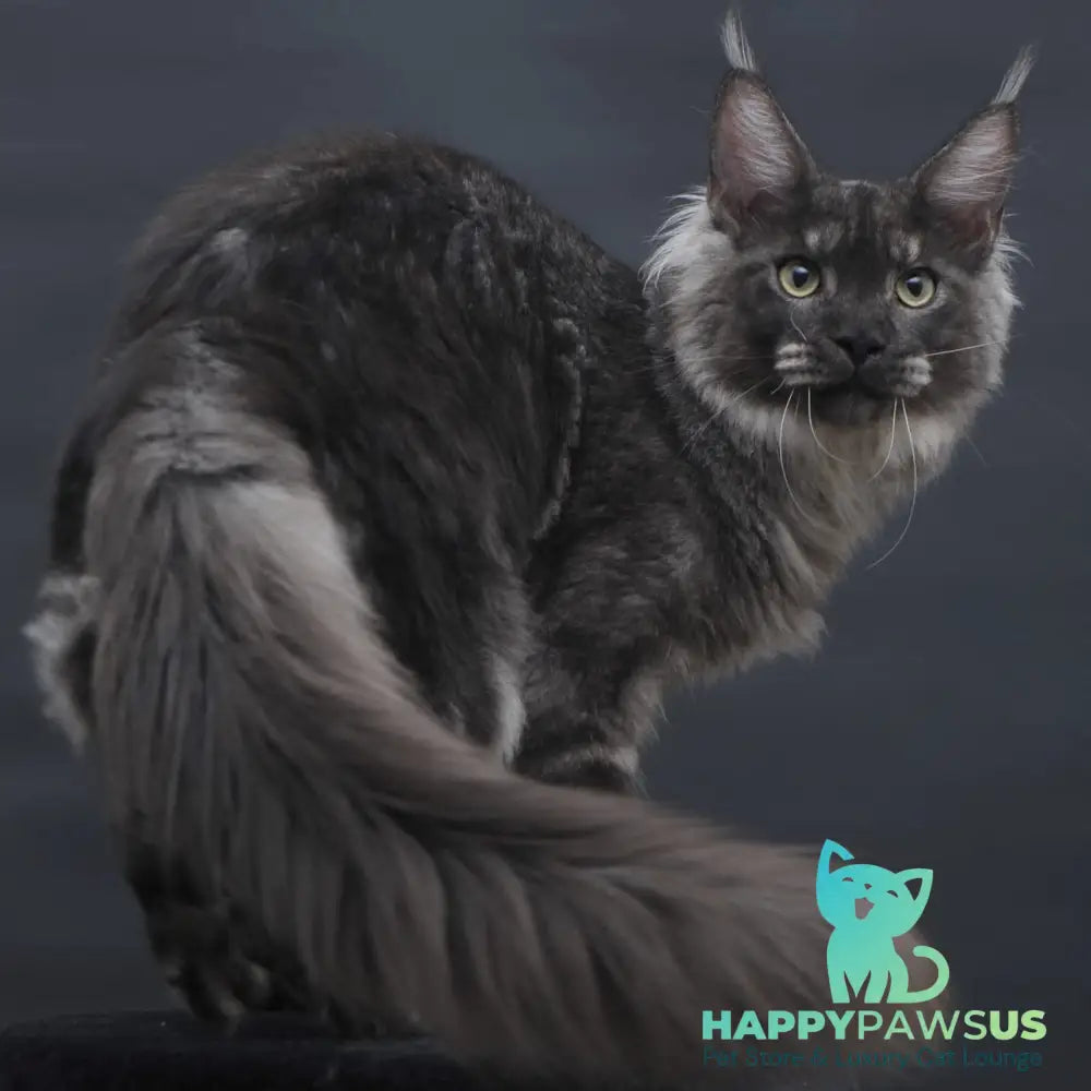 Casper Maine Coon male black silver - live animals
