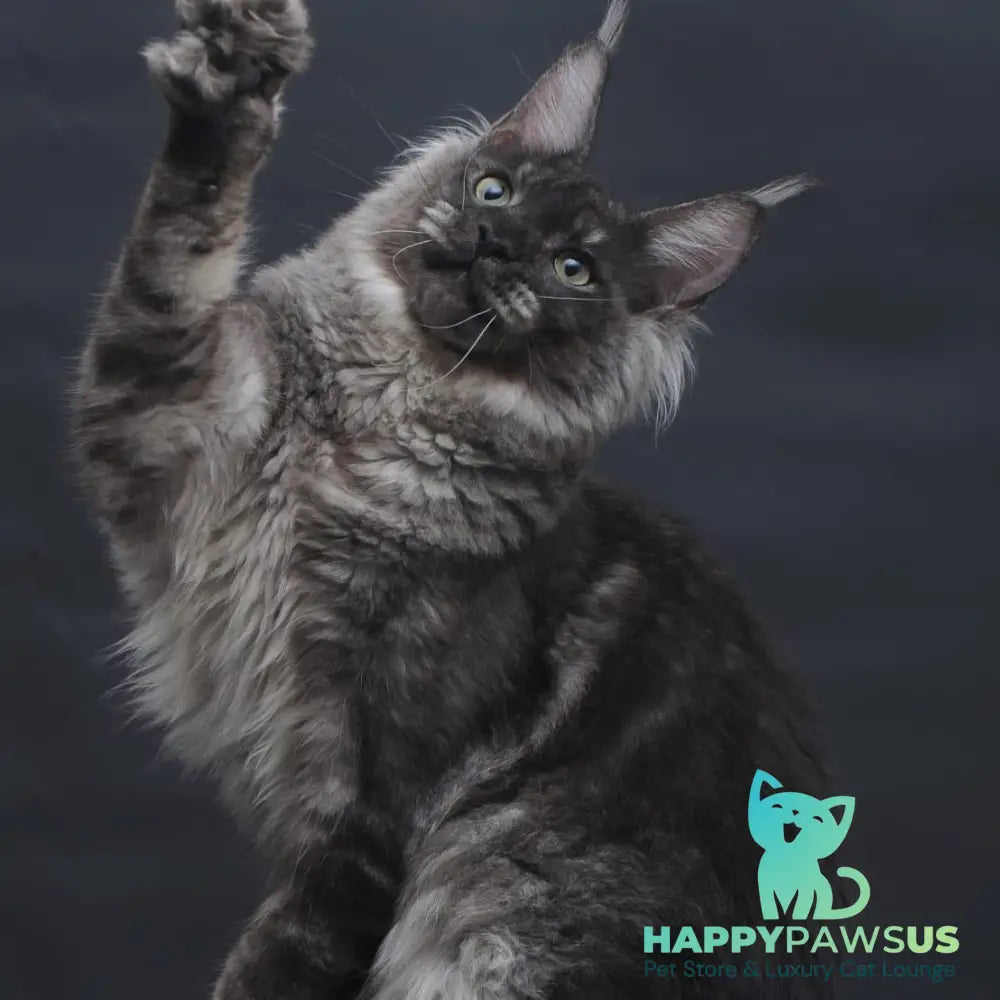 Casper Maine Coon male black silver - live animals