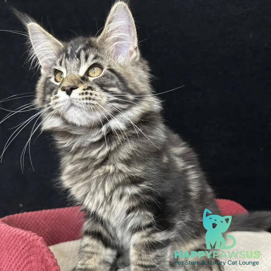 Casper Maine Coon male black tabby - live animals