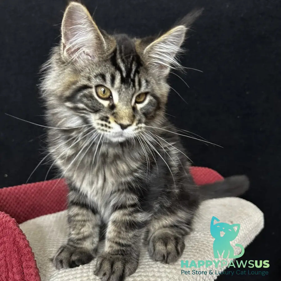 Casper Maine Coon male black tabby - live animals