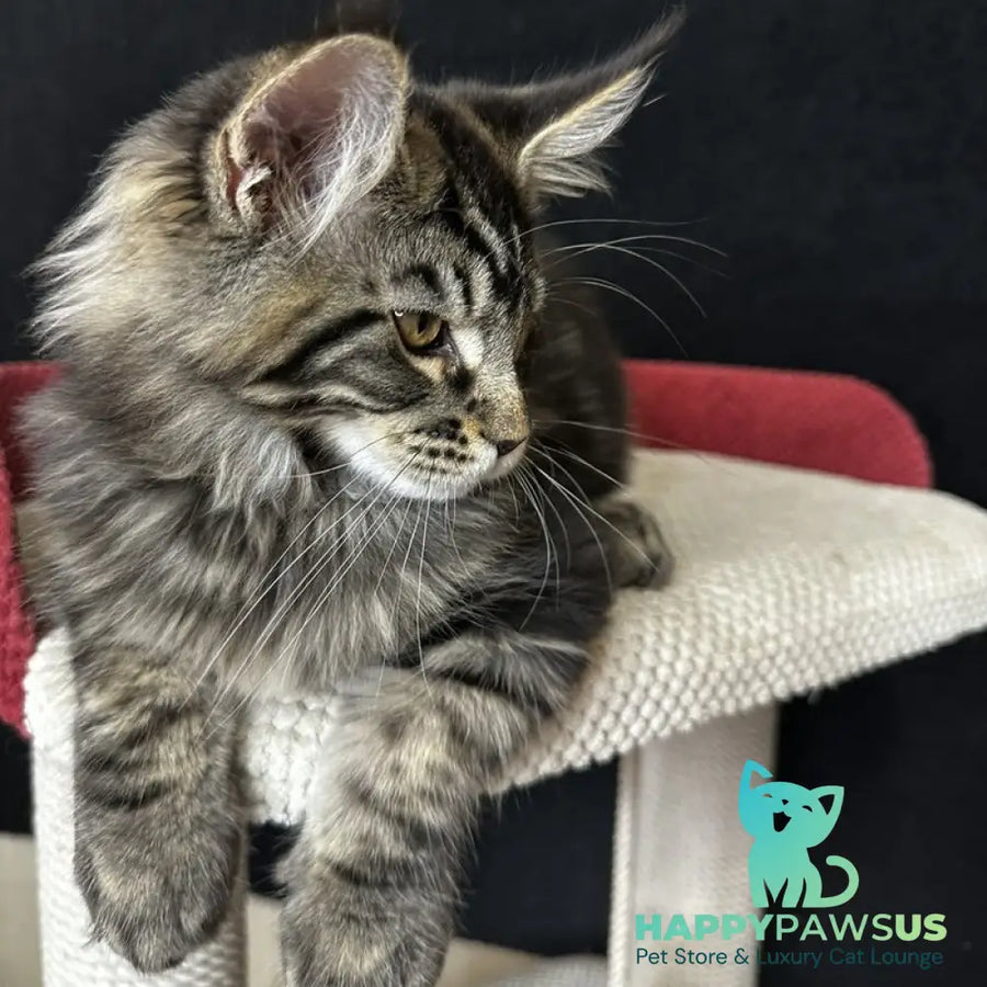Casper Maine Coon male black tabby - live animals