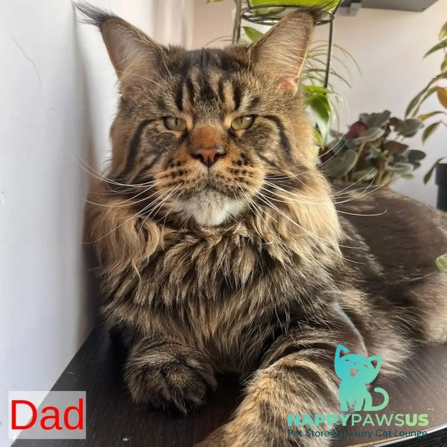 Casper Maine Coon male black tabby - live animals
