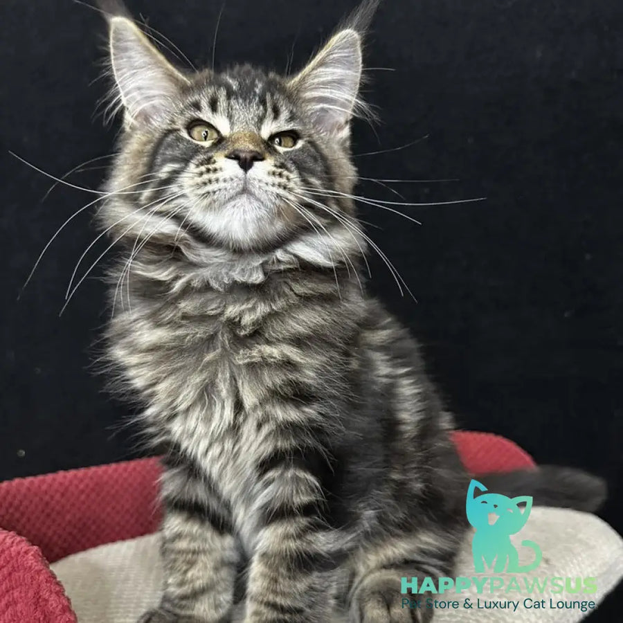 Casper Maine Coon male black tabby - live animals
