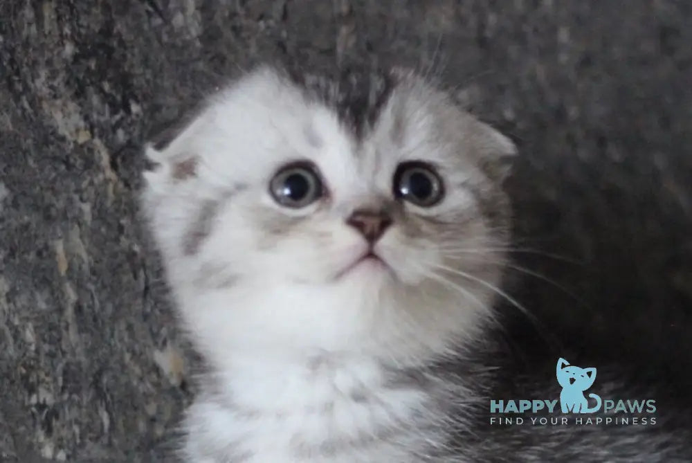 Casper Scottish Fold male black silver ticked tabby live animals