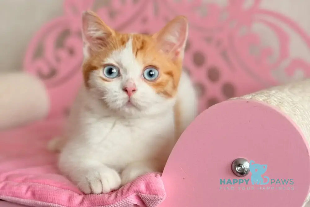 Casper Scottish Straight male red spotted tabby harlequin live animals