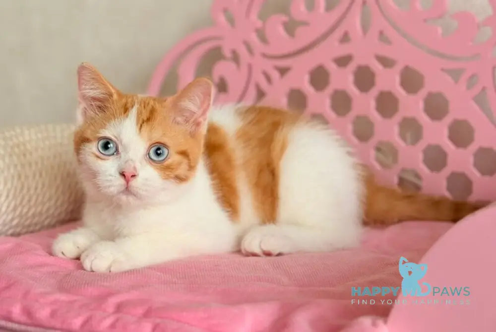 Casper Scottish Straight male red spotted tabby harlequin live animals