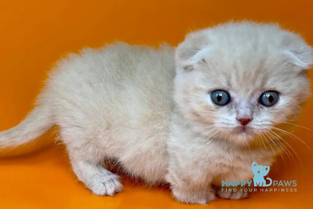 Caspian Munchkin male fawn - live animals
