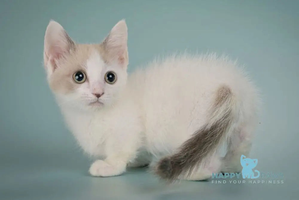 Cassani Munchkin male black pointed with white live animals