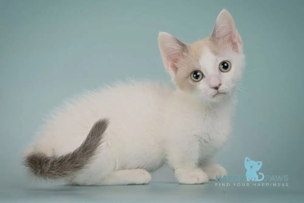 Cassani Munchkin male black pointed with white live animals