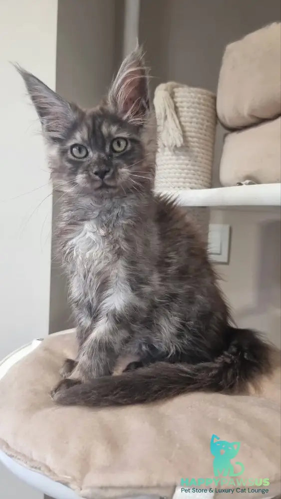 Cassia Maine Coon female black silver - live animals