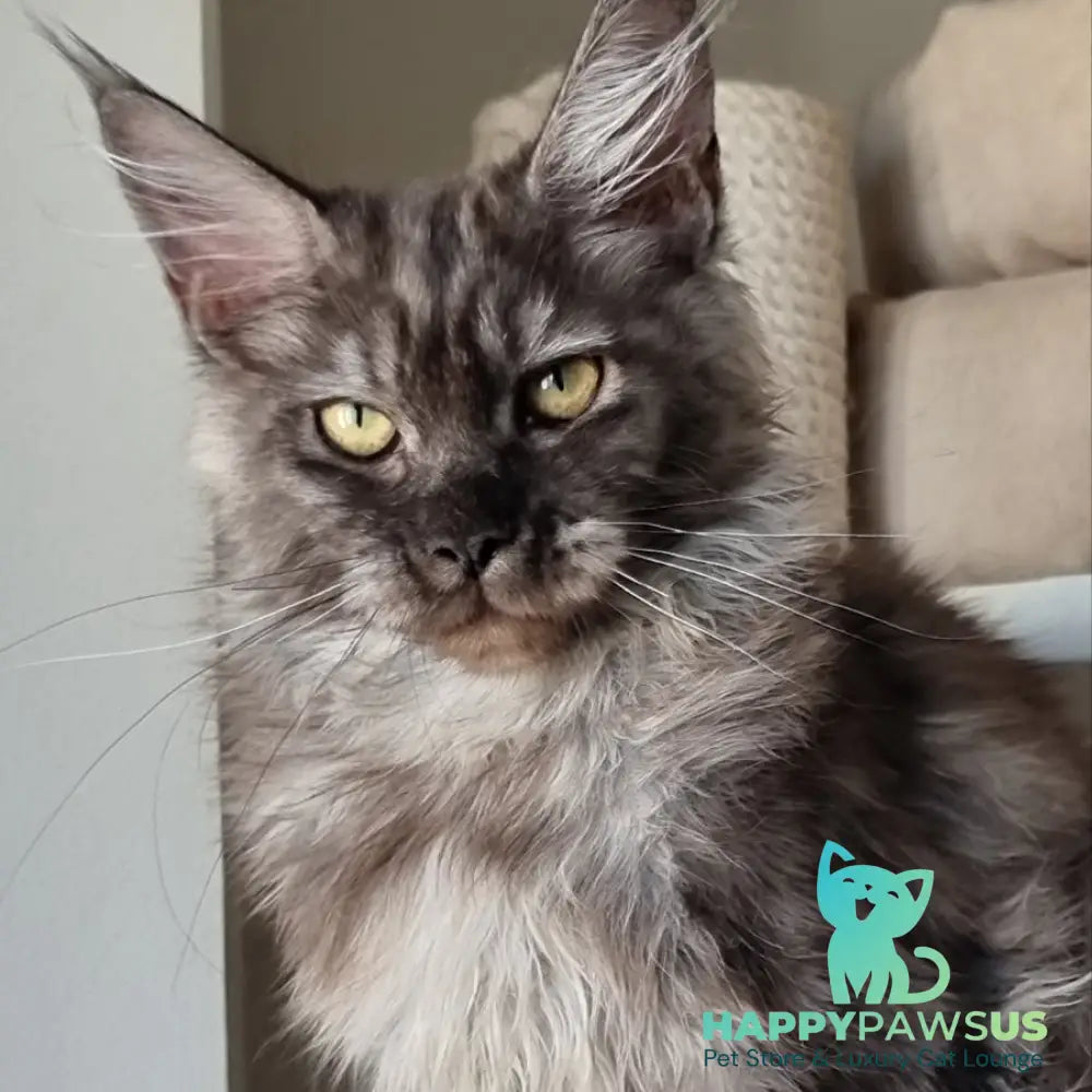 Cassia Maine Coon female black silver - live animals