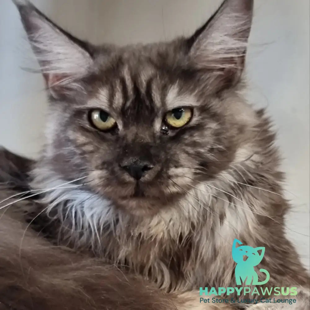 Cassia Maine Coon female black silver - live animals