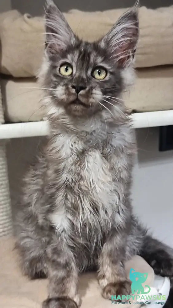Cassia Maine Coon female black silver - live animals