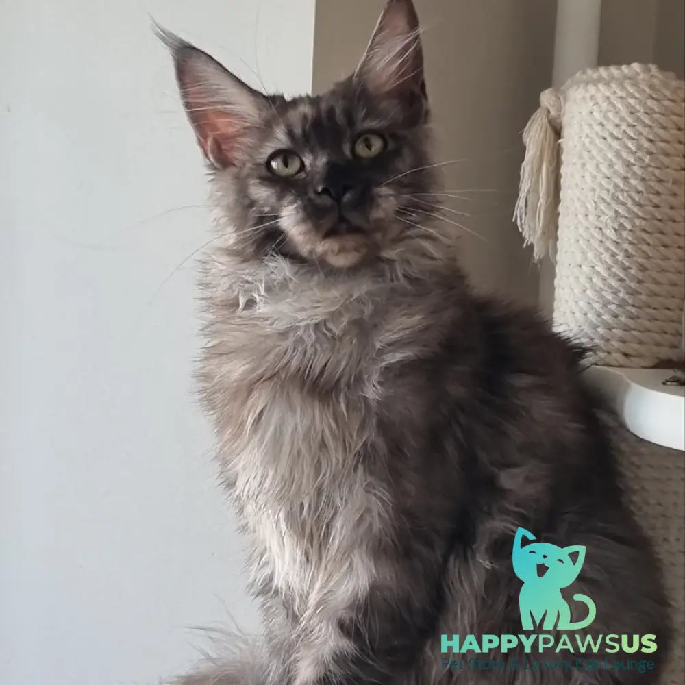 Cassia Maine Coon female black silver - live animals