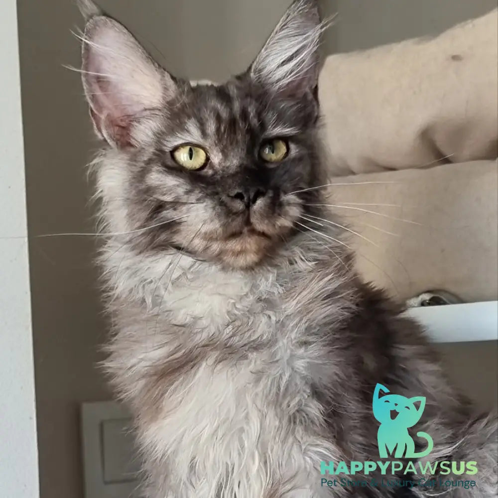 Cassia Maine Coon female black silver - live animals