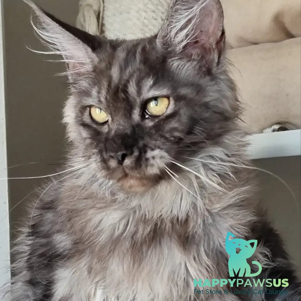 Cassia Maine Coon female black silver - live animals