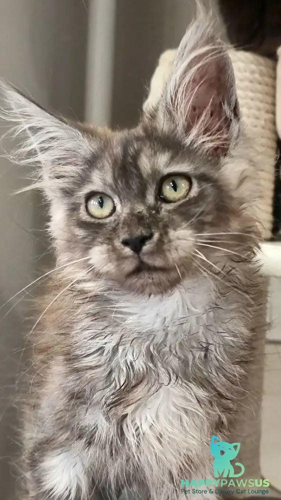 Cassia Maine Coon female black silver - live animals