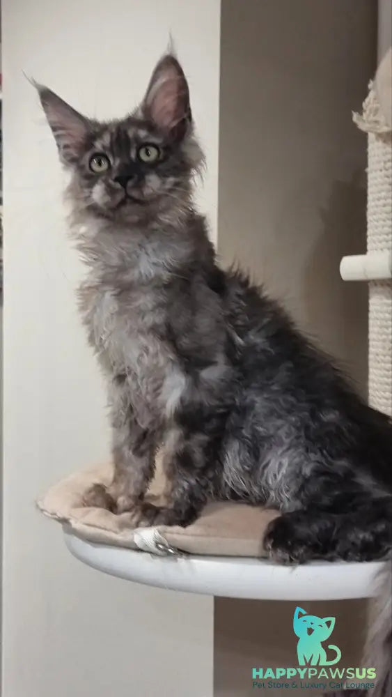 Cassia Maine Coon female black silver - live animals