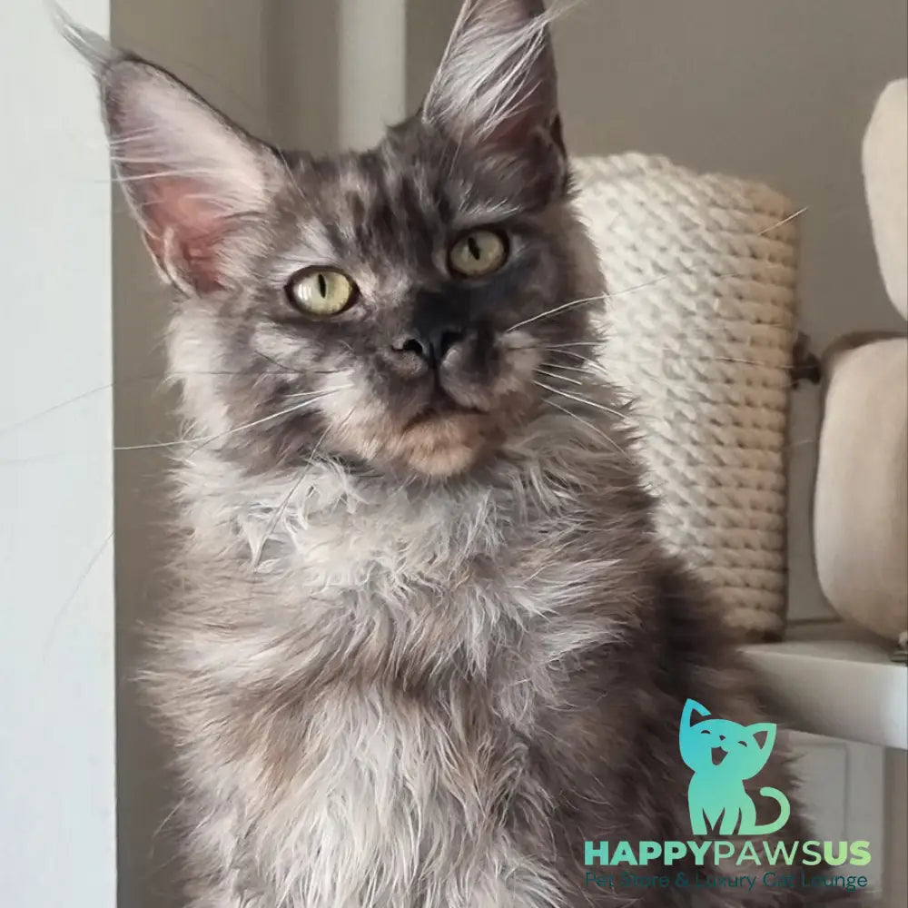 Cassia Maine Coon female black silver - live animals
