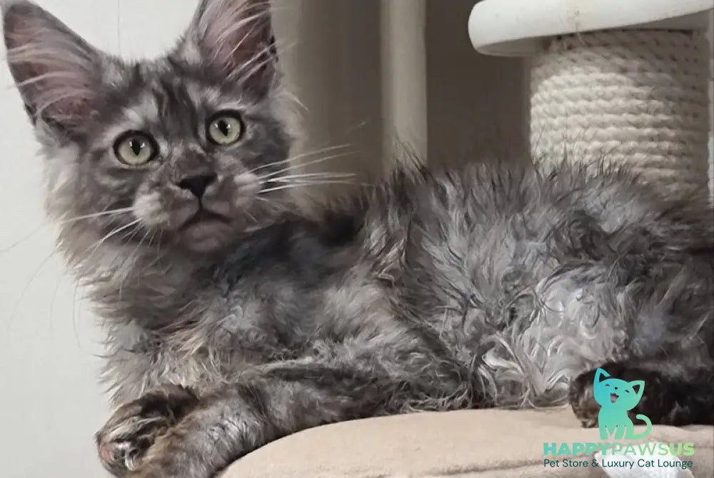 Cassia Maine Coon female black silver - live animals