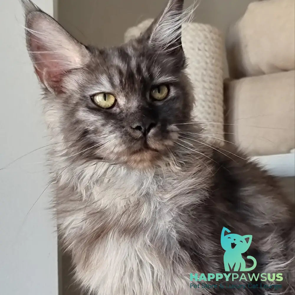 Cassia Maine Coon female black silver - live animals