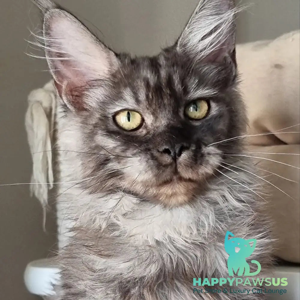 Cassia Maine Coon female black silver - live animals
