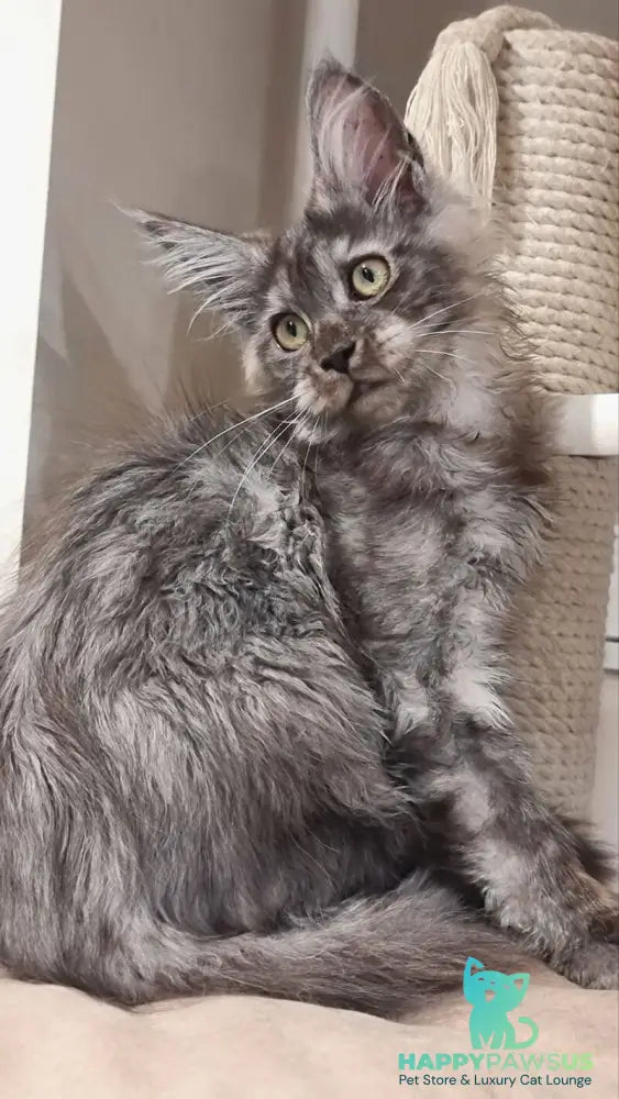 Cassia Maine Coon female black silver - live animals