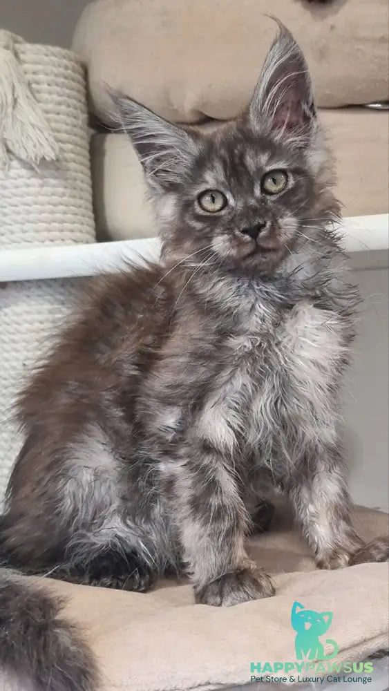 Cassia Maine Coon female black silver - live animals