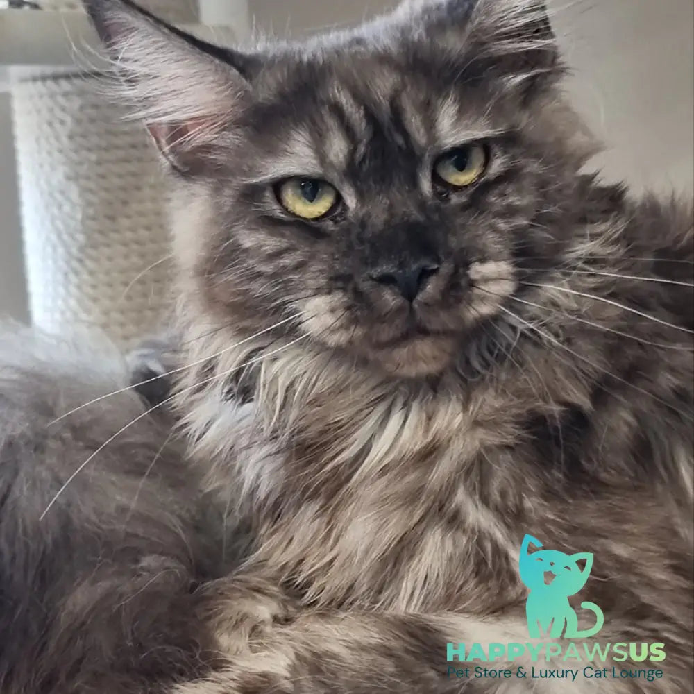 Cassia Maine Coon female black silver - live animals