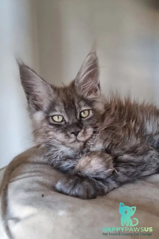 Cassia Maine Coon female black silver - live animals