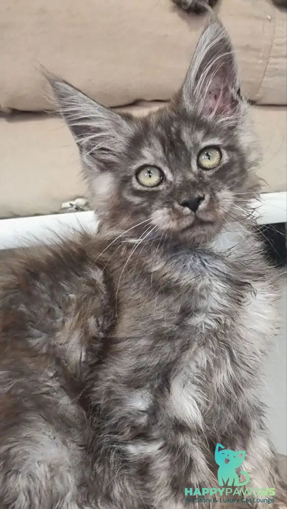 Cassia Maine Coon female black silver - live animals