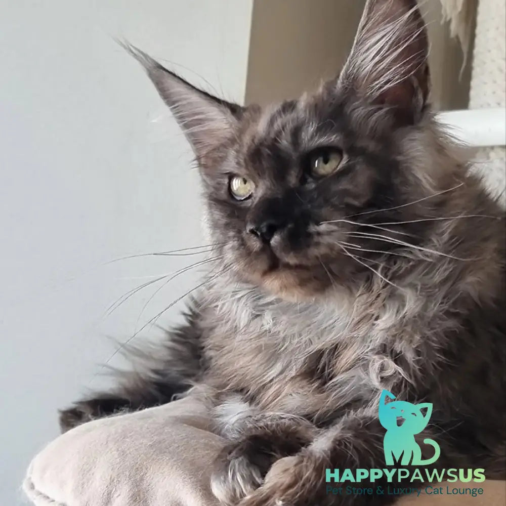 Cassia Maine Coon female black silver - live animals