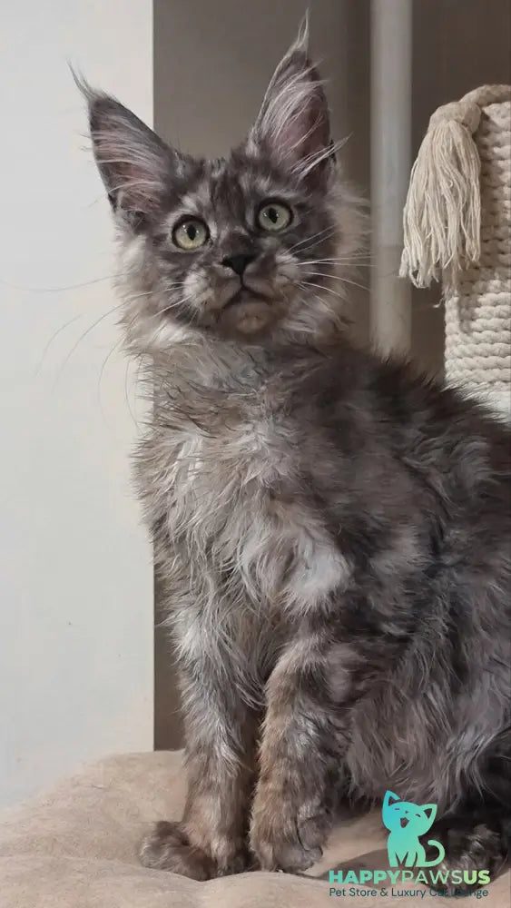 Cassia Maine Coon female black silver - live animals