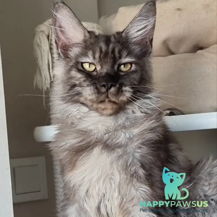 Cassia Maine Coon female black silver - live animals