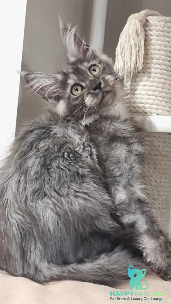 Cassia Maine Coon female black silver - live animals