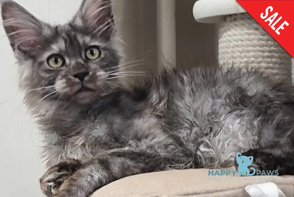 Cassia Maine Coon female black silver - live animals