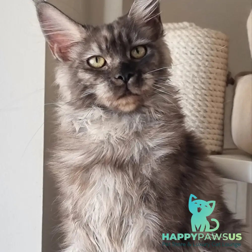 Cassia Maine Coon female black silver - live animals