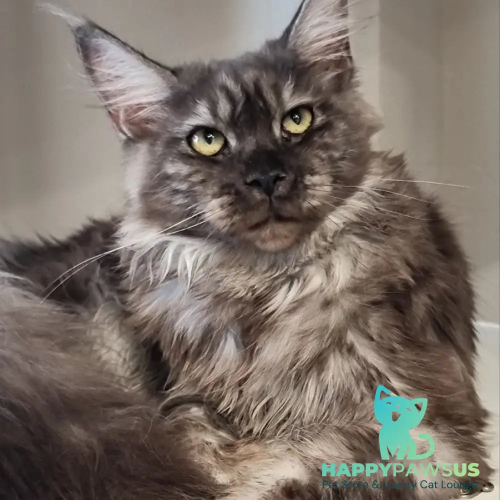 Cassia Maine Coon female black silver - live animals