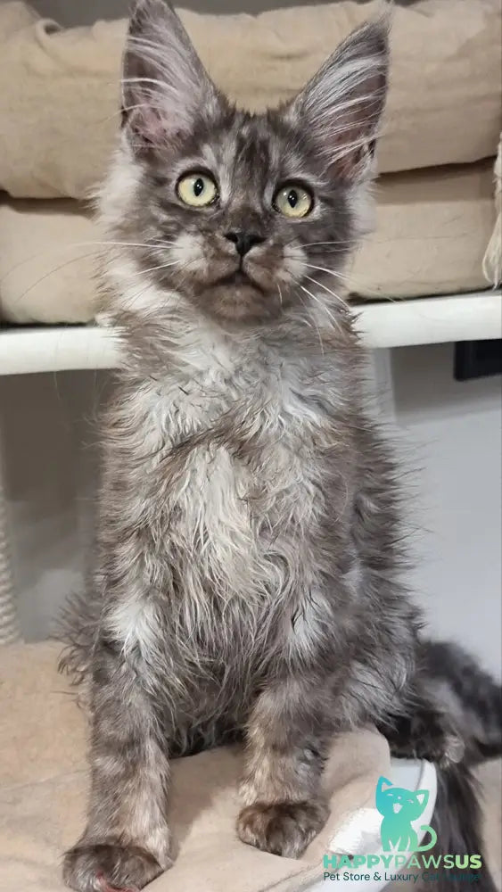 Cassia Maine Coon female black silver - live animals