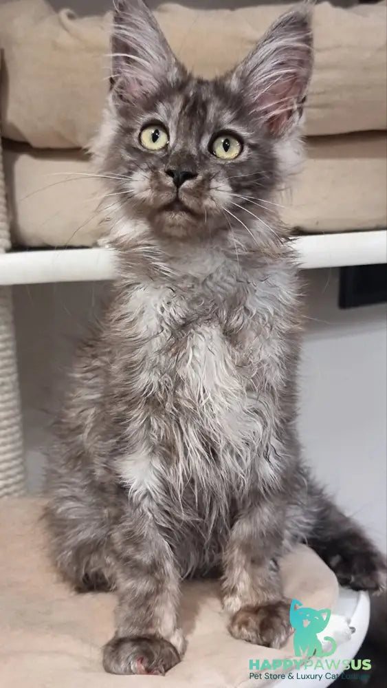 Cassia Maine Coon female black silver - live animals
