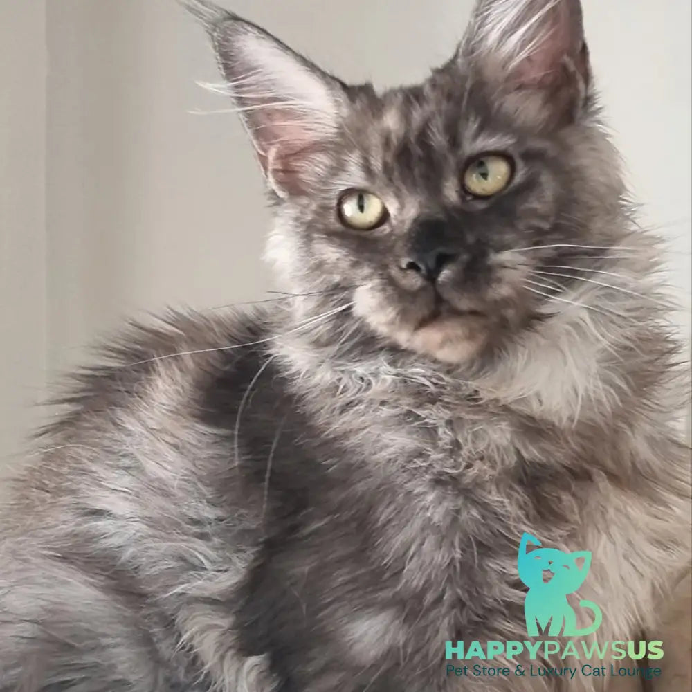 Cassia Maine Coon female black silver - live animals