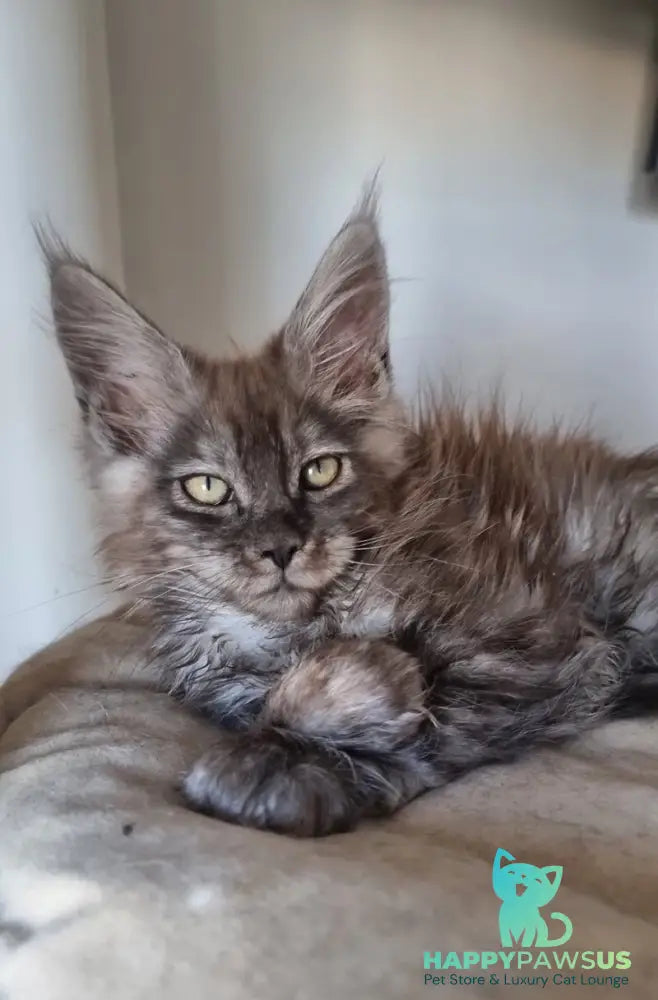 Cassia Maine Coon female black silver - live animals