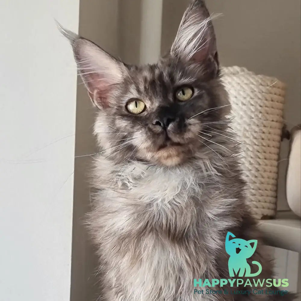Cassia Maine Coon female black silver - live animals