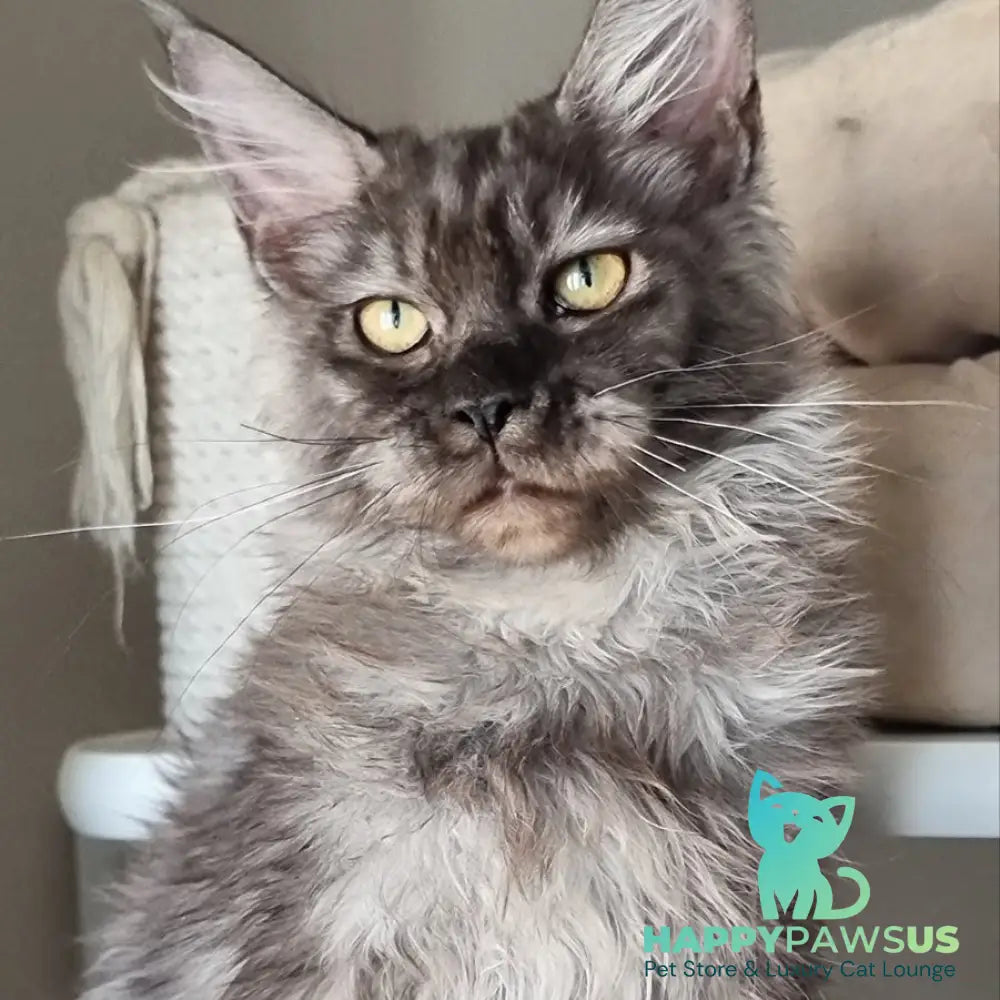 Cassia Maine Coon female black silver - live animals