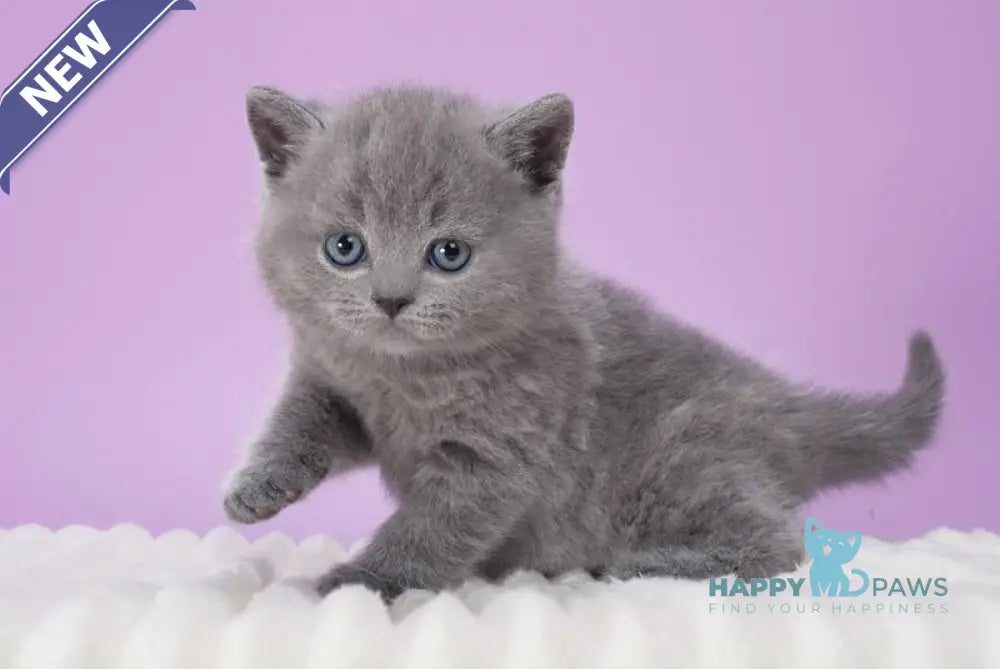 Cassian British Shorthair male blue live animals