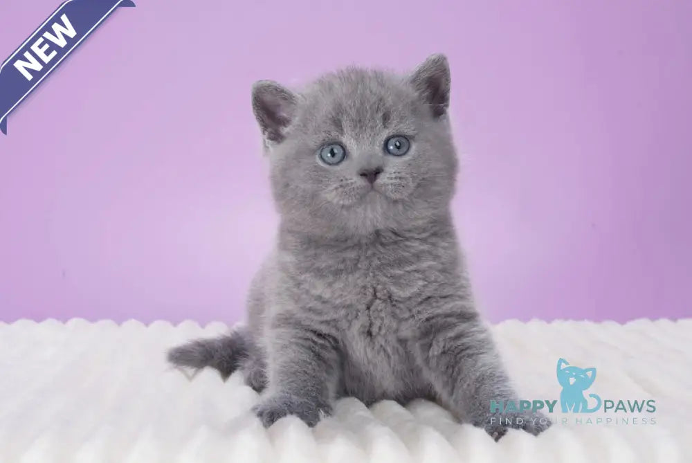 Cassian British Shorthair male blue live animals
