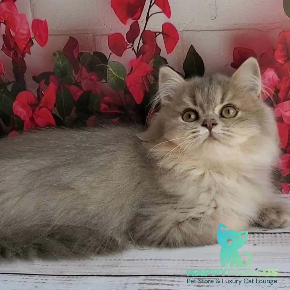 Cassie British Longhair female blue golden ticked tabby - live animals