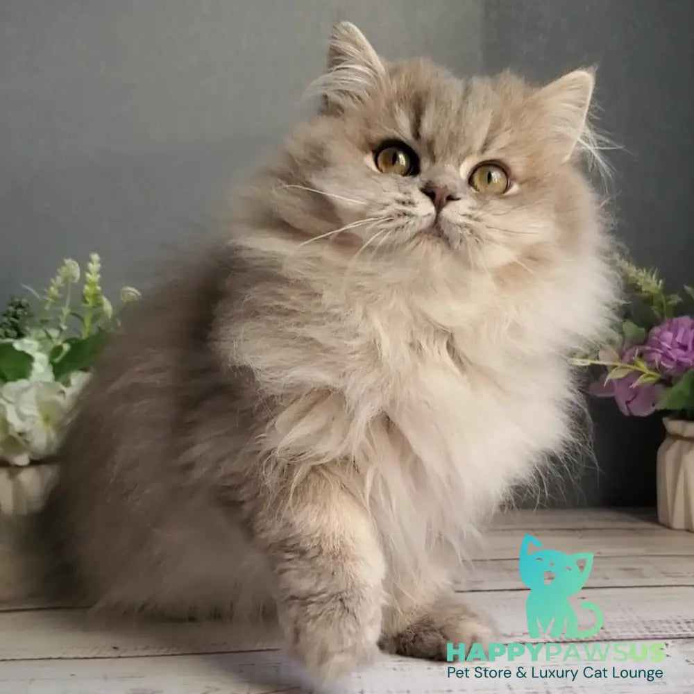 Cassie British Longhair female blue golden ticked tabby - live animals