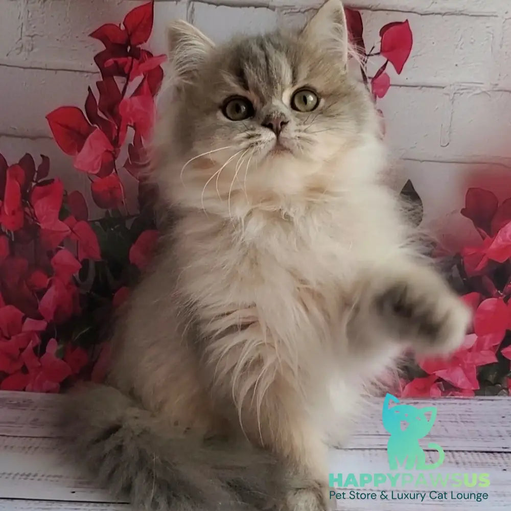 Cassie British Longhair female blue golden ticked tabby - live animals