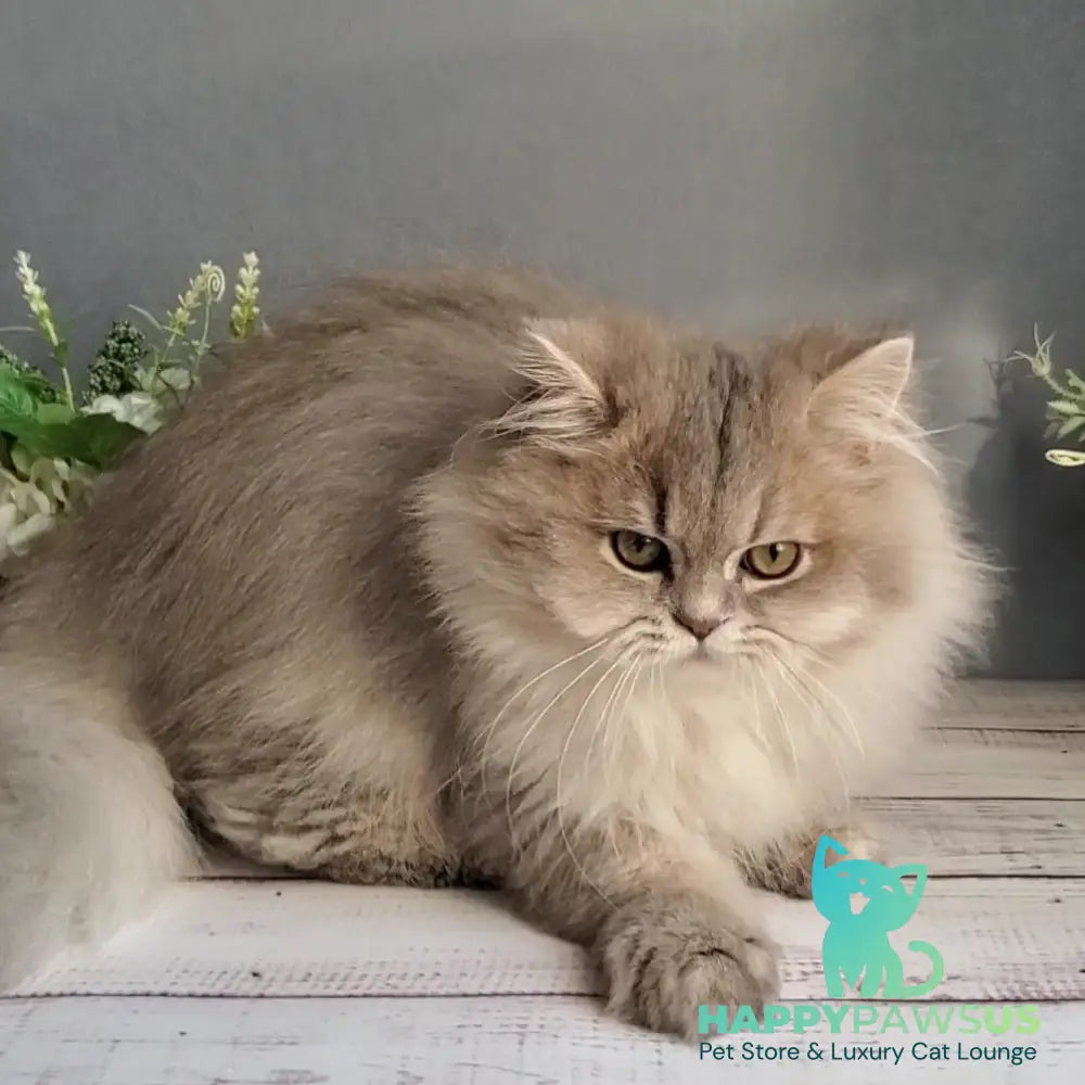 Cassie British Longhair female blue golden ticked tabby - live animals